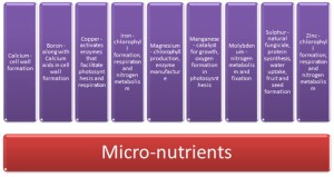 micro-nutrients
